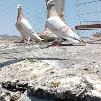 کبوتر کرم جفت