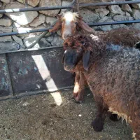 بره نرو ماده چاق کشتار