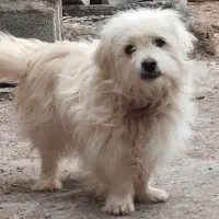 سگ پاکوتاه نر