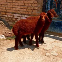 بره یا گوسفند