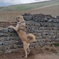سگ سرابی نگهبان