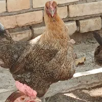مرغ|حیوانات مزرعه|اهواز, زیتون کارگری|دیوار