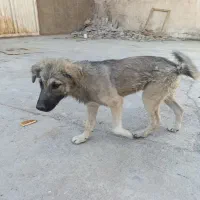 توله ماده سرابی