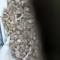 150|خوردنی و آشامیدنی|شیروان (خراسان), |دیوار