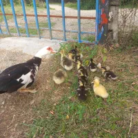 اردک اسراییلی