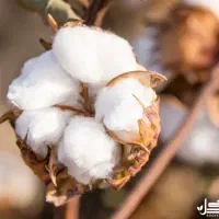 پنبه زنی با دستگاه