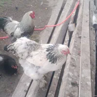 مرغ و خروس برهما سفید