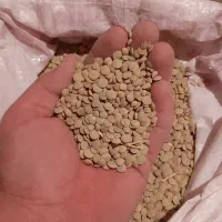 عدس تازه امسال
