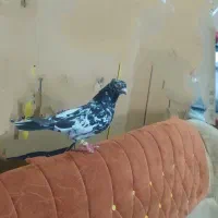 پرنده
