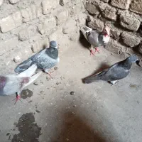 کفتره