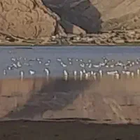 خرید و فروش همه نوع  Vamداریم