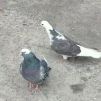 کفتر|پرنده|کوهدشت, |دیوار