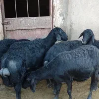 قیمت جفتی ۱۲۵ م