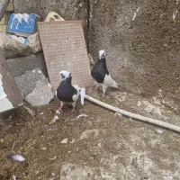 کفتر|پرنده|فسا, |دیوار