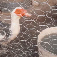 اوردک‌قیمت‌۱۷۰۰۰۰۰۰|حیوانات مزرعه|زهک, |دیوار