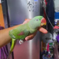 شاه طوطی