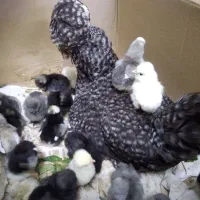 تخم مرغ. نطفه دار.زینتی .سلطان.