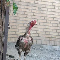 تخم لاری