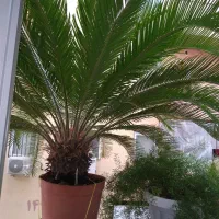 فروش درخت سیکاس و بنجامین