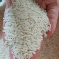 برنج طارم هاشمی فریدونکنار  اصل امسال