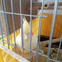عروس هلندی