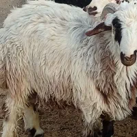 فروش دام نر