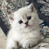 مجموعه گربه های ایران کتز