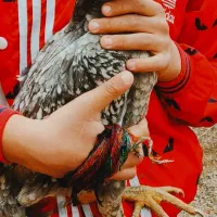 مرغ لاری