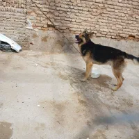 سگ ژرمن
