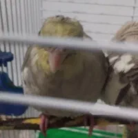 عروس هلندی  یک ماه دستی