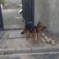 سگ ژرمن**فوری فوری**