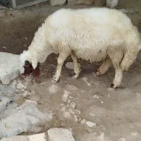 کاور نر سنجابی در