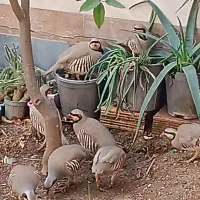 بلدرچین