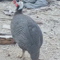 مرغ هندی