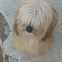 سگ پشمالو
