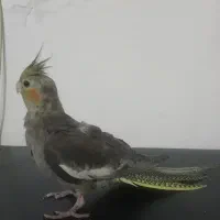 پرندگان