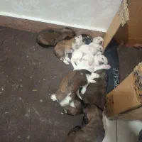 واگذاری توله سگ