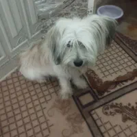 سگ دوست داشتنی