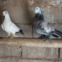 کبوتر خوش ذات
