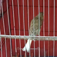 قناری|پرنده|زابل, |دیوار