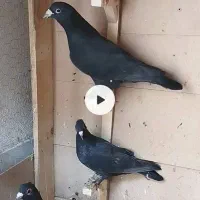 کبوتر نر کلاغ نر زرد