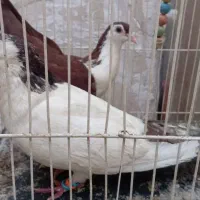 کفتر طوقی و خال دم