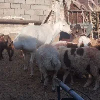 شیشک قوچ چینی درجه یک