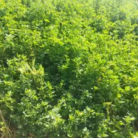 یونجه تمیز بدون ی دونه علف