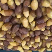 رطب مستوفی تازه