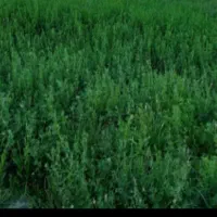 یونجه پرس شده بدون علف