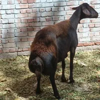 گوسفندقزل افشارطلا
