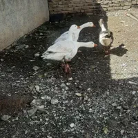 غاز‌‌‌‌‌|حیوانات مزرعه|قزوین, |دیوار