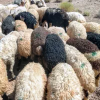 فروش بره نروماده