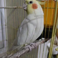 جفت مولد عروس هلندی با 4 جوجه